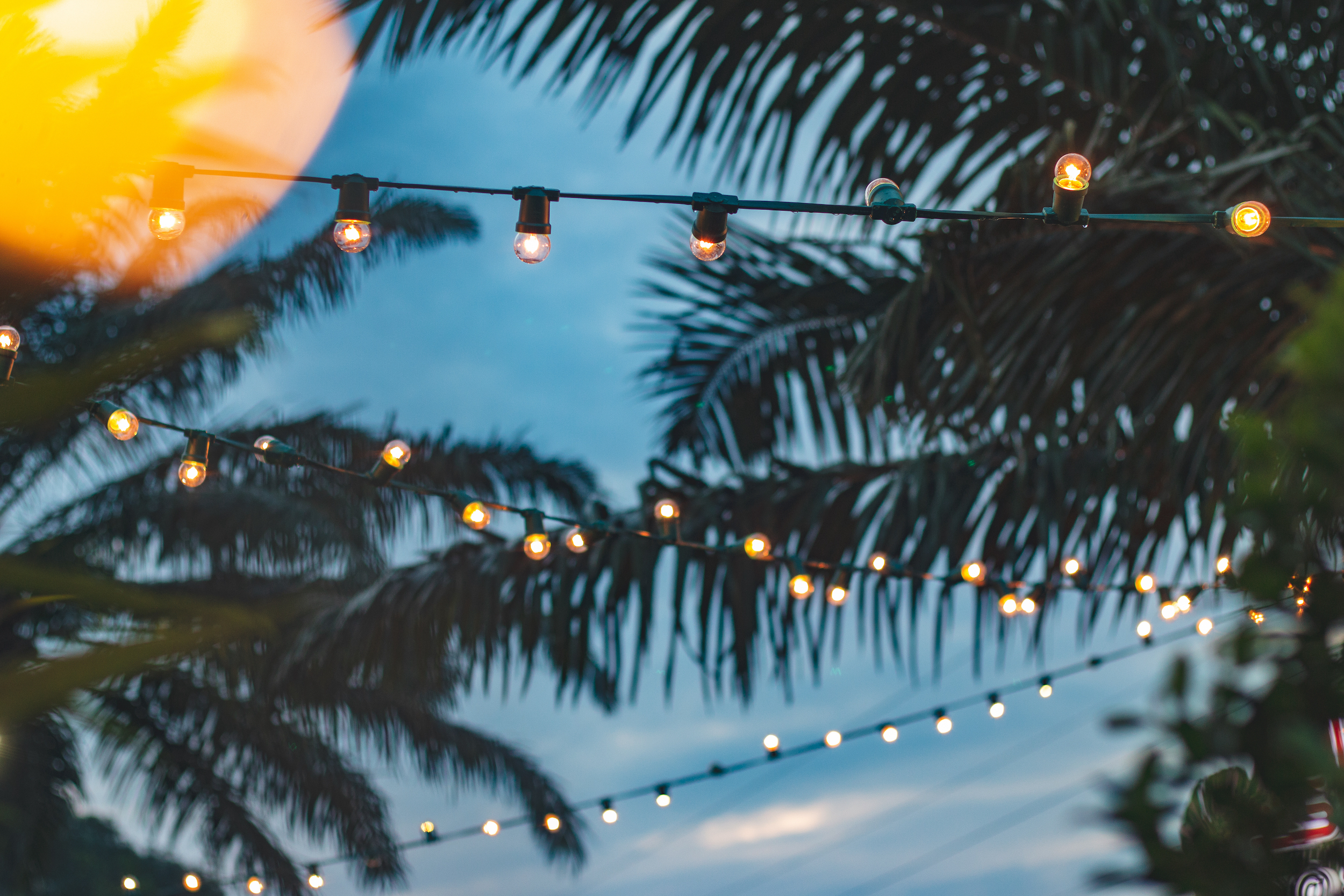 Can You Put String Lights On Plants, How To Hang String Lights On Palm Trees